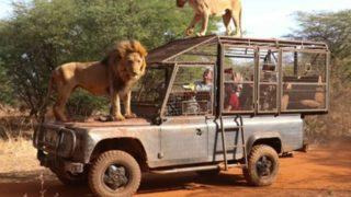 Senegal’deki doğal yaşam parkının ziyaretçileri aslanları yakından görebilmek için kafese giriyor