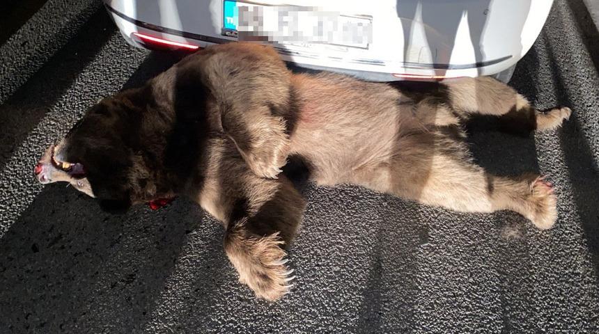 Bursa'da otomobilin çarptığı boz ayı öldü