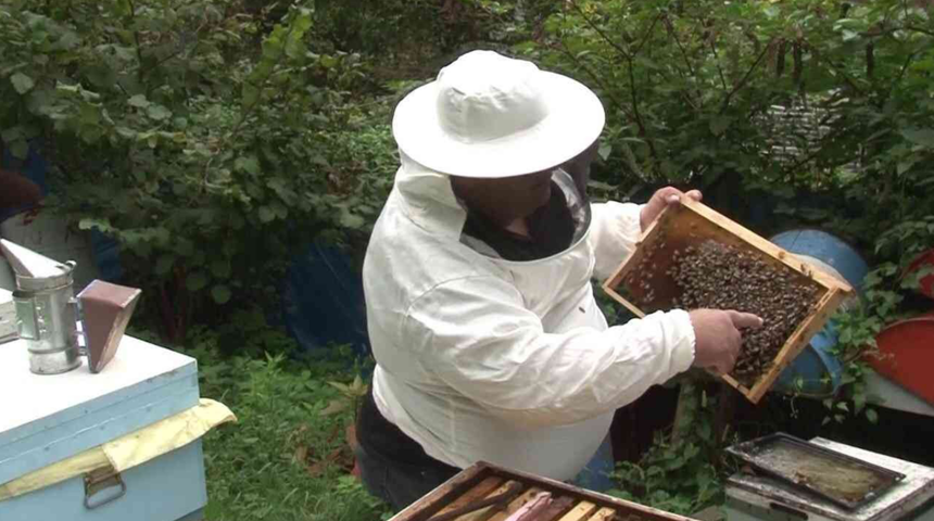 İstanbul’un ilk coğrafi işaretli gıda ürünü Şile kestane balı oldu