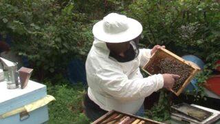 İstanbul’un ilk coğrafi işaretli gıda ürünü Şile kestane balı oldu