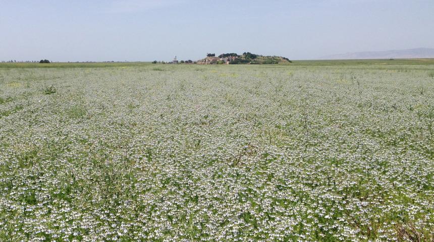 Çörek otu ekti, yüzde 70 elektrik gideri azaldı