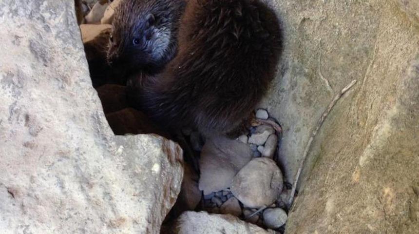 Yer: Kahramanmaraş! Nesli tükenme tehlikesi altındaki su samuru görüntülendi