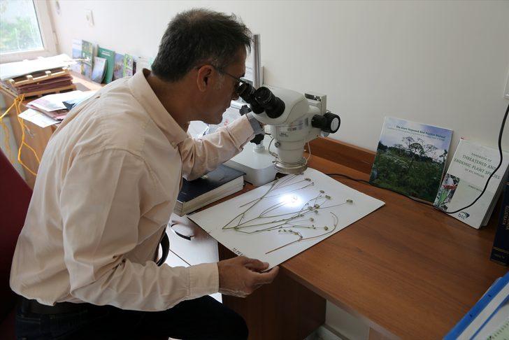 Bilim insanlarının ısrarlı araştırması endemik bitkiyi herbaryuma kazandırdı G2