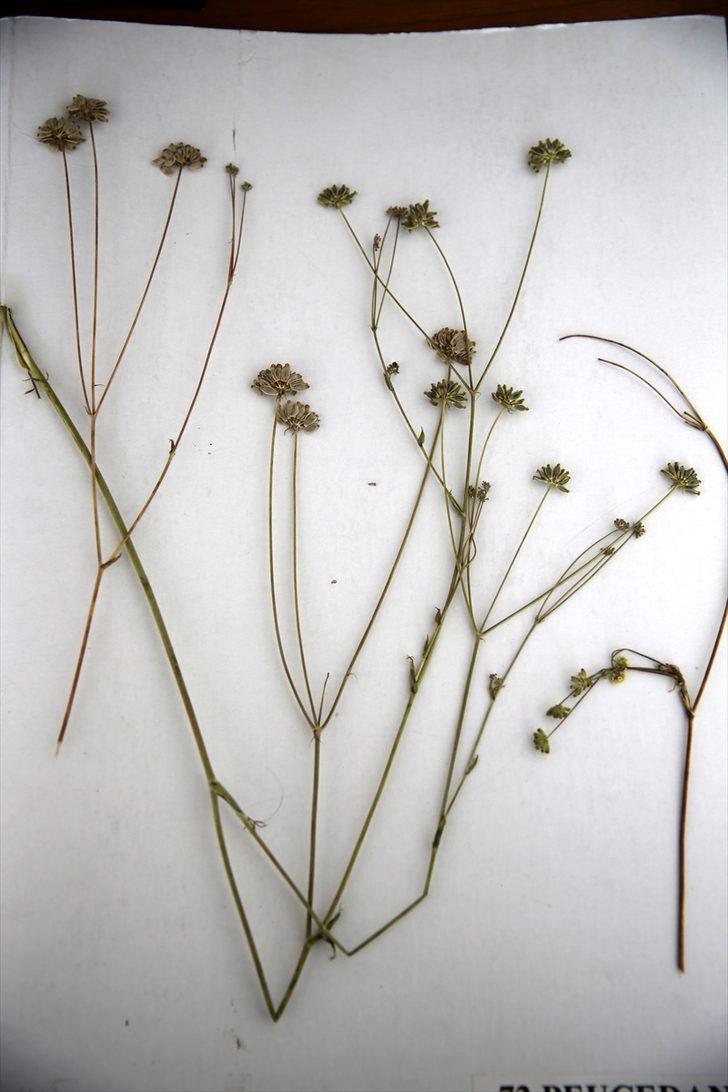 Bilim insanlarının ısrarlı araştırması endemik bitkiyi herbaryuma kazandırdı G3