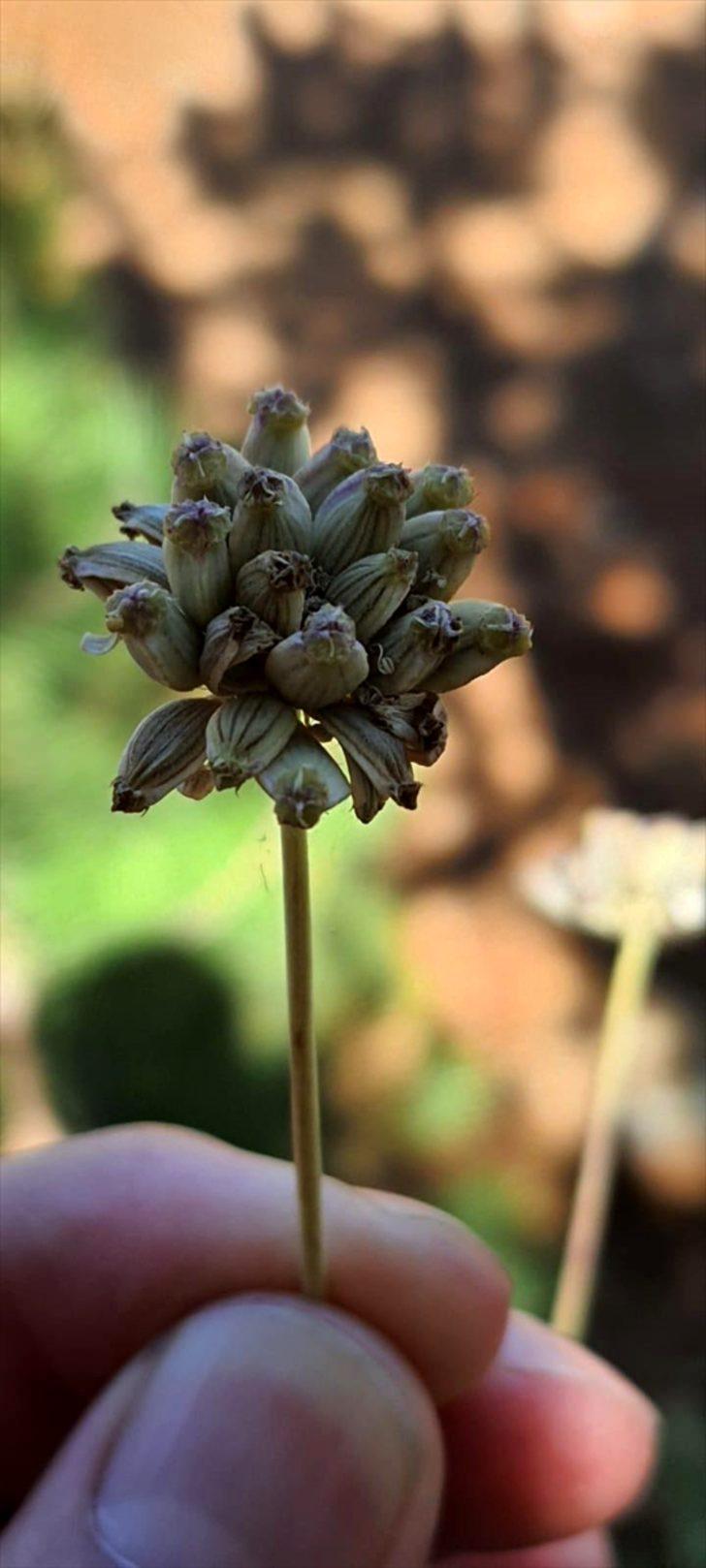 Bilim insanlarının ısrarlı araştırması endemik bitkiyi herbaryuma kazandırdı G4
