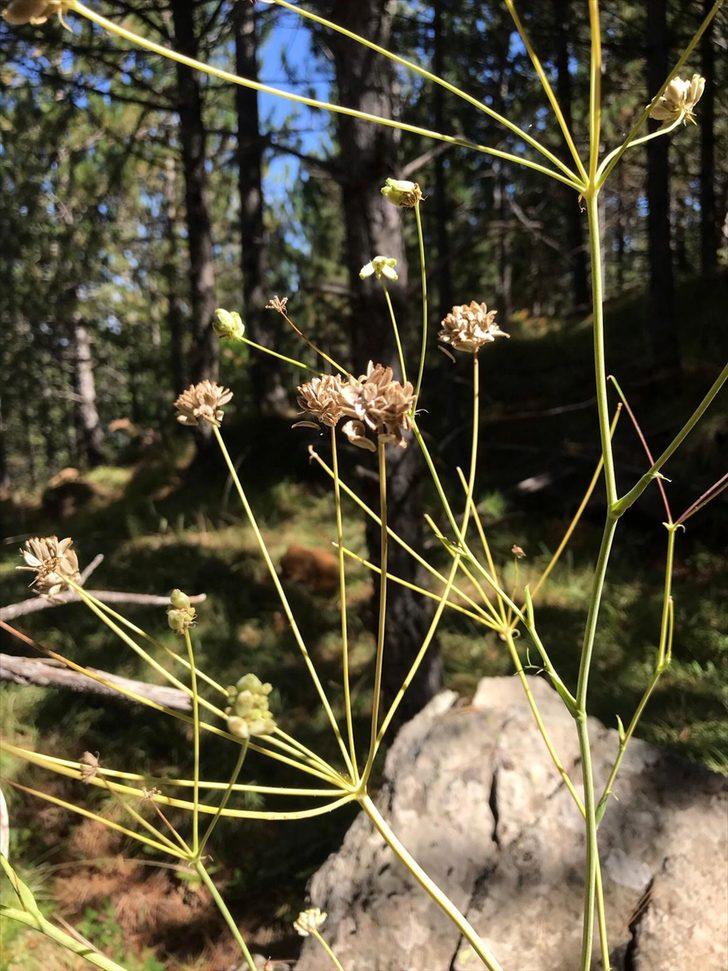 Bilim insanlarının ısrarlı araştırması endemik bitkiyi herbaryuma kazandırdı G5