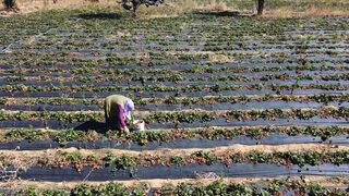 Bu mahalle artık göç vermiyor, alıyor! Mevsimlik işçiydiler: Parayı tatmaya başlayınca el işini bıraktık