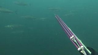 Müsilaj etkisini kaybedince balıklar geri döndü! Sürü halinde geziyorlar