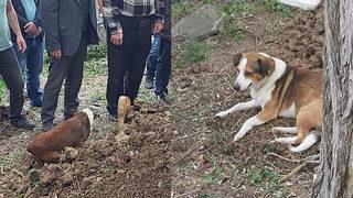 Köpeği, mezarının başından ayrılmadı