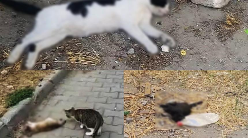 Bunun adı vicdansızlık! "Bir lokma yiyecek için sevinçle size koşarken..."