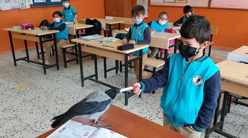 Karga ''Duman''ın vefası! Kendini iyileştiren çocuğun yanından bir an olsun ayrılmıyor