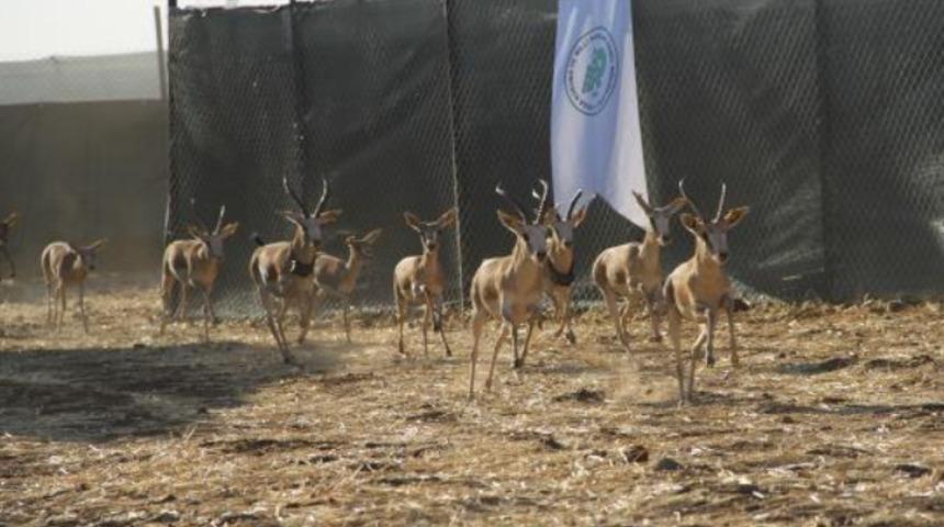 20’si erkek 20’si dişi 40 ceylan Cudi Dağı'na bırakıldı