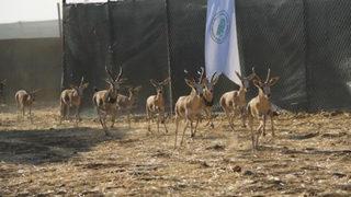 20’si erkek 20’si dişi 40 ceylan Cudi Dağı'na bırakıldı