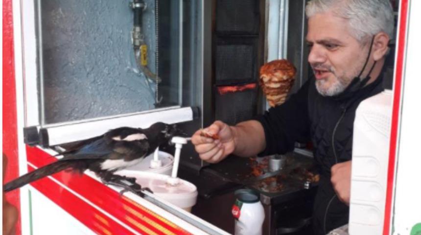 Döner bağımlısı saksağan göreni hayrete düşürdü! Karnı doymadan gitmiyor