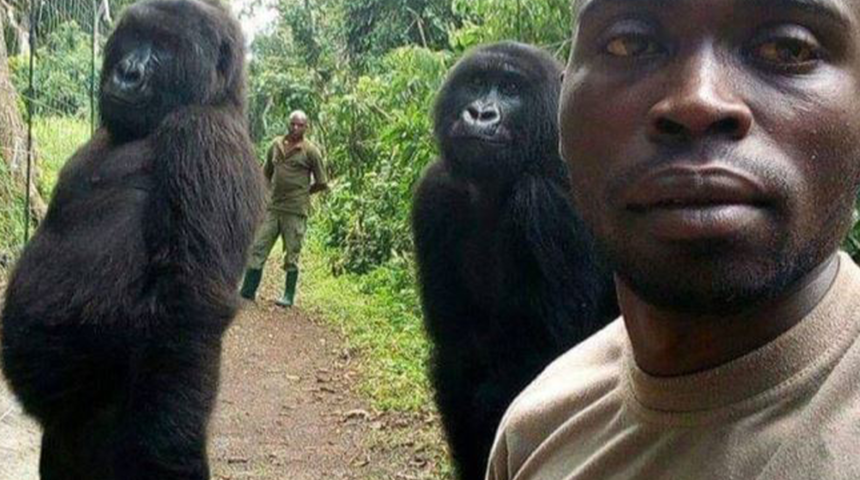Ndakasi: Viral fotoğrafıyla dünyanın tanıdığı goril 14 yaşında hayata veda etti