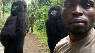 Ndakasi: Viral fotoğrafıyla dünyanın tanıdığı goril 14 yaşında hayata veda etti