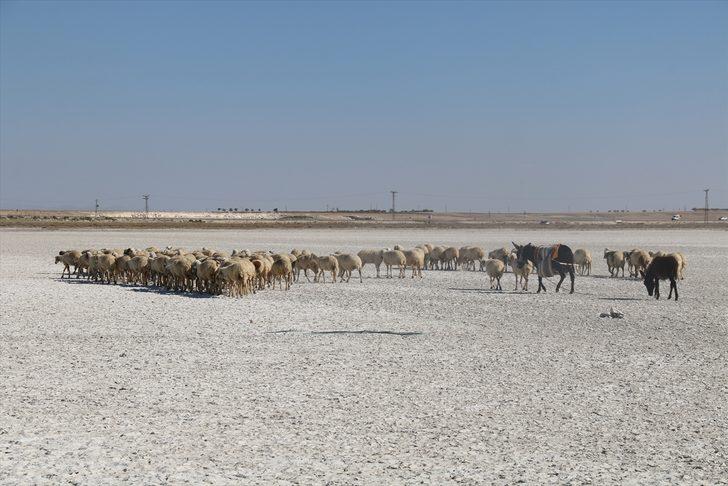 Aksaray'da flamingoların uğrak noktası Akgöl kurudu G2