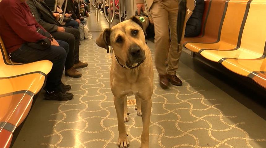 İstanbul gezgini Boji, dünya basınında