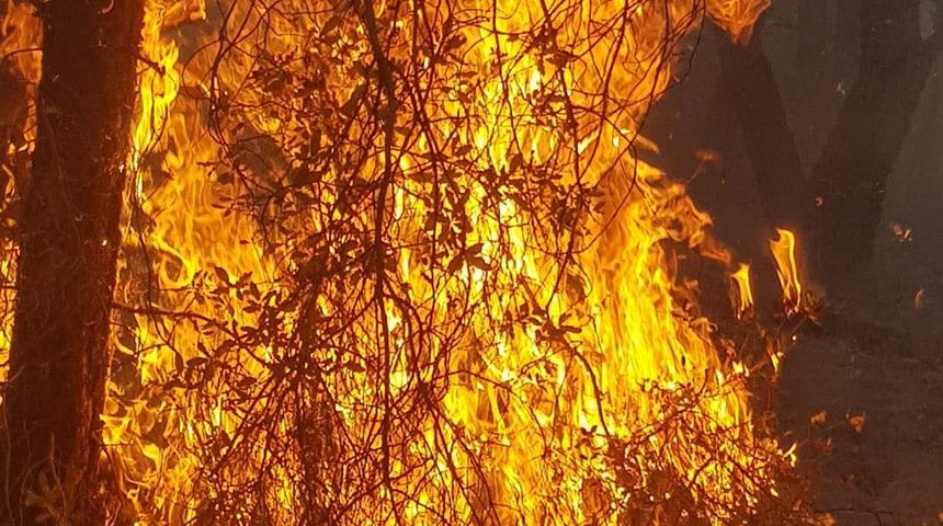 Kütahya'da 4 farklı noktada orman yangını: 4 saat sonra kontrol altına alındı