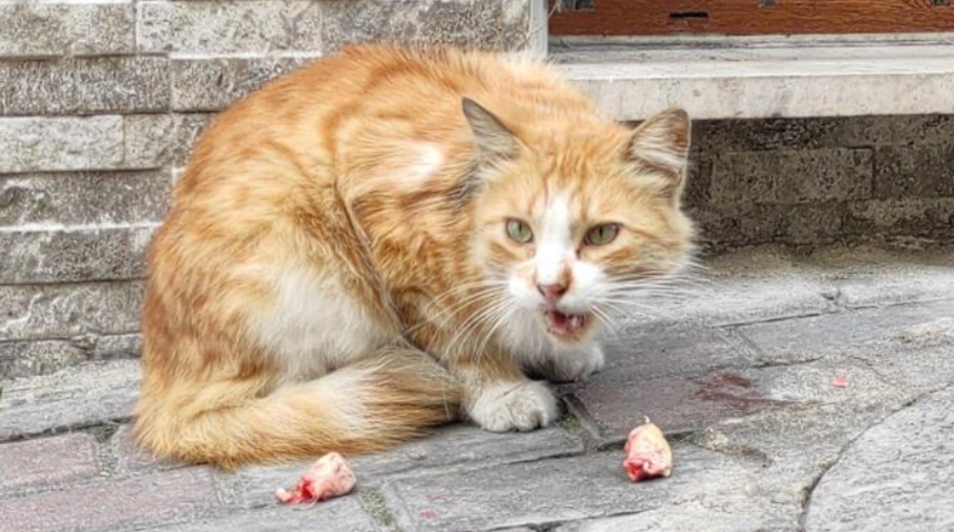 Sokak kedisine fakirlik kağıdı istedi, şaşkına çevirdi