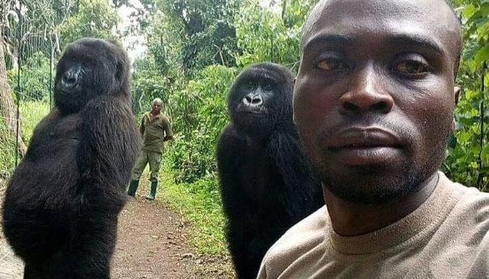 Herkes onu selfie fotoğrafıyla tanıdı! 14 yaşındaki goril hayatını kaybetti