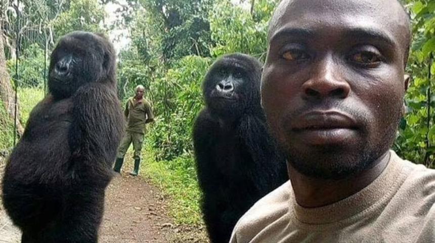 Herkes onu selfie fotoğrafıyla tanıdı! 14 yaşındaki goril hayatını kaybetti