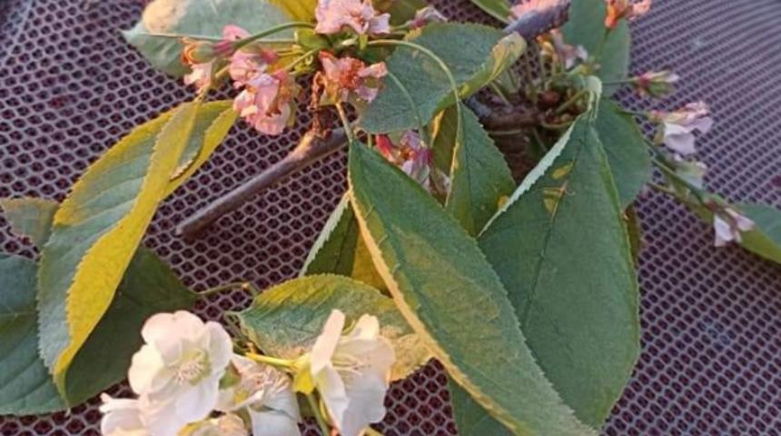 Yalancı bahara aldanan kiraz ağacı çiçek açtı: Sanki kesme diye yalvardı