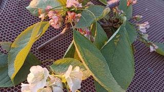 Yalancı bahara aldanan kiraz ağacı çiçek açtı: Sanki kesme diye yalvardı