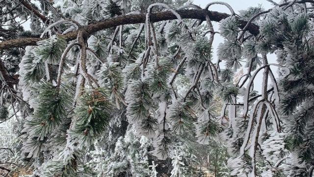Termometreler eksi 10'u gördü, buz kesti! Karın şekli şaşkına çevirdi: Sadece Sarıkamış ve Alpler'de görüldü 