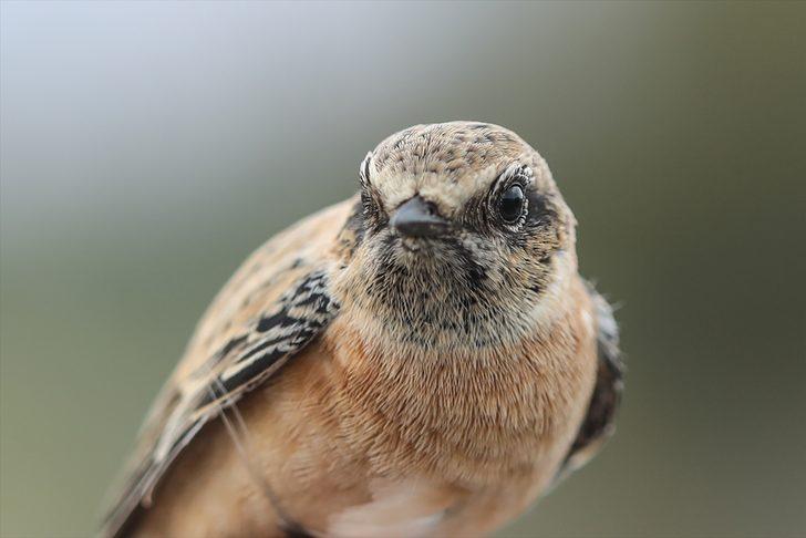 Türkiye'deki kuş türlerinden yüzde 70'i Iğdır'da kayıt altına alındı G4