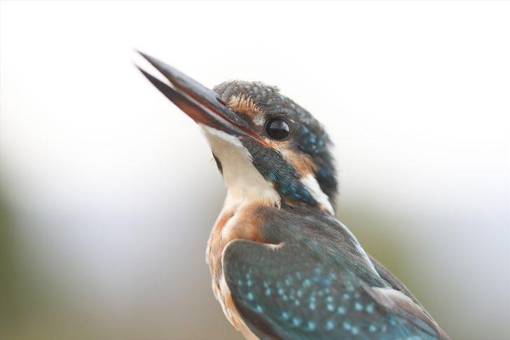 Türkiye'deki kuş türlerinden yüzde 70'i Iğdır'da kayıt altına alındı G5