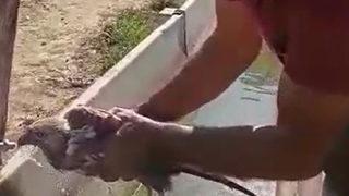 Biber tarlasında ilginç olay! Acı biber yiyip kalbi duran şahini, çiftçinin masajı kurtardı 