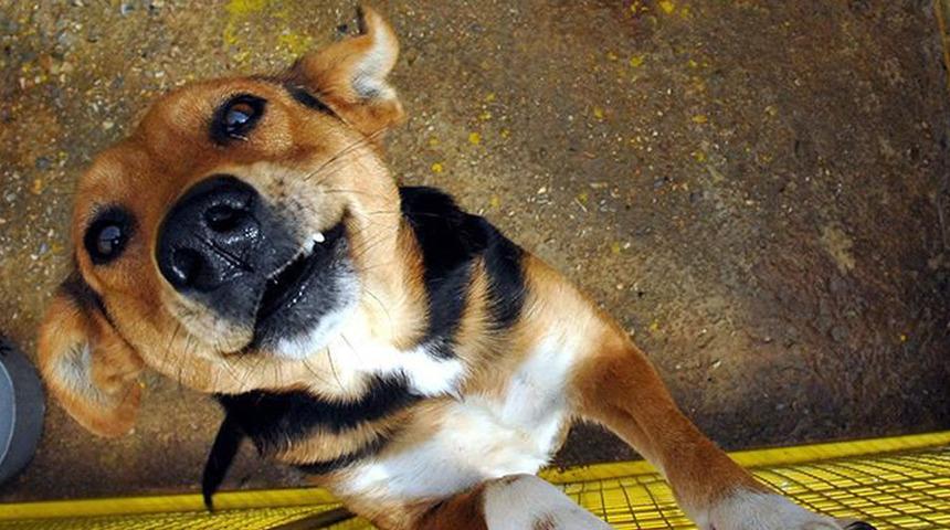 Mısır'da "köpekten özür diletme" davasında 2 doktora hapis cezası