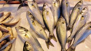 Soğuk havayla hamsi kendini gösterdi! Fiyatı yarı yarıya düştü