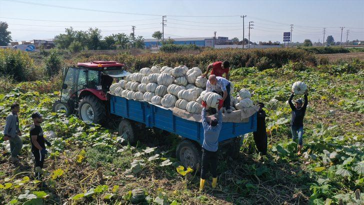 Sakarya'nın coğrafi işaretli "bal kabağı"nın tarladan sofraya yolculuğu başladı G1
