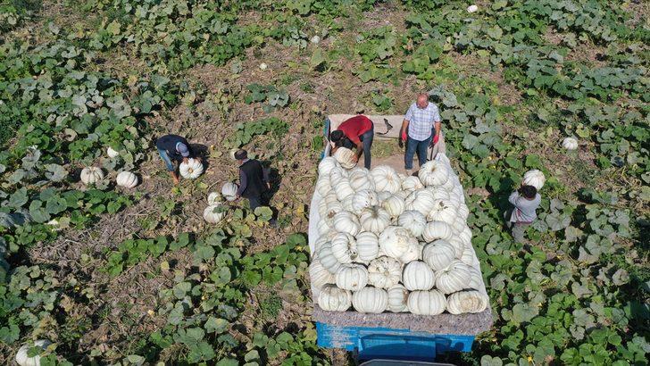 Sakarya'nın coğrafi işaretli "bal kabağı"nın tarladan sofraya yolculuğu başladı G2