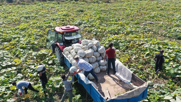 Sakarya'nın coğrafi işaretli "bal kabağı"nın tarladan sofraya yolculuğu başladı G3