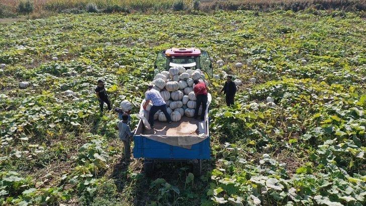 Sakarya'nın coğrafi işaretli "bal kabağı"nın tarladan sofraya yolculuğu başladı G4