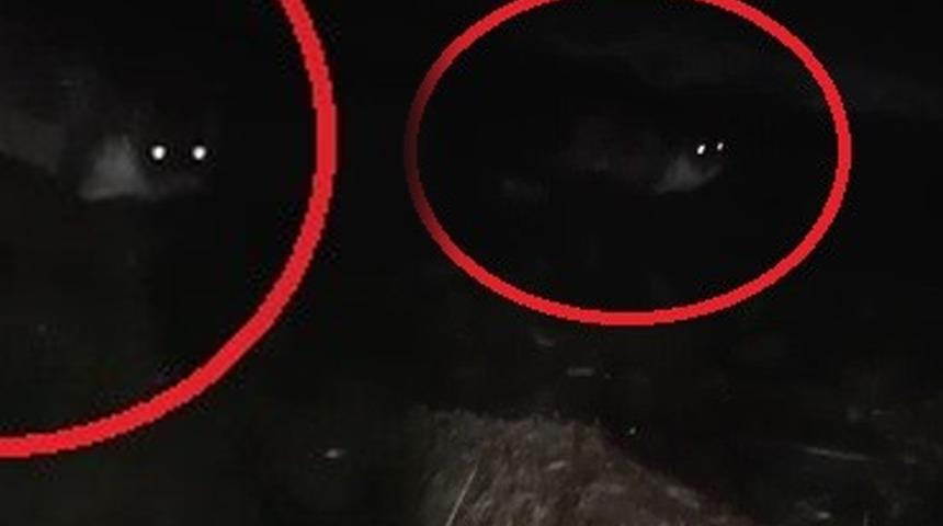 Yer: Yalova! Deniz kıyısında midye yiyen su samuru kameraya yakalandı