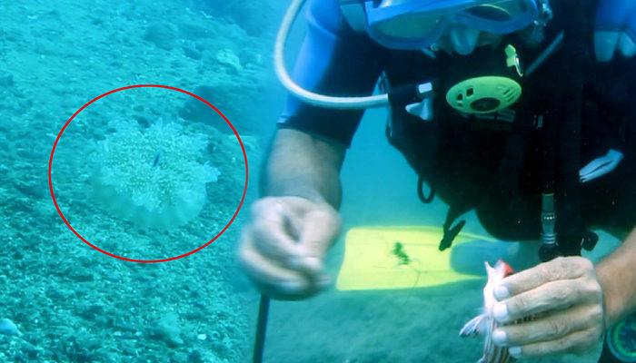 Akdeniz kıyılarında denizanası istilası! Girenleri elektrik gibi çarpıyor