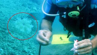 Akdeniz kıyılarında denizanası istilası! Girenleri elektrik gibi çarpıyor