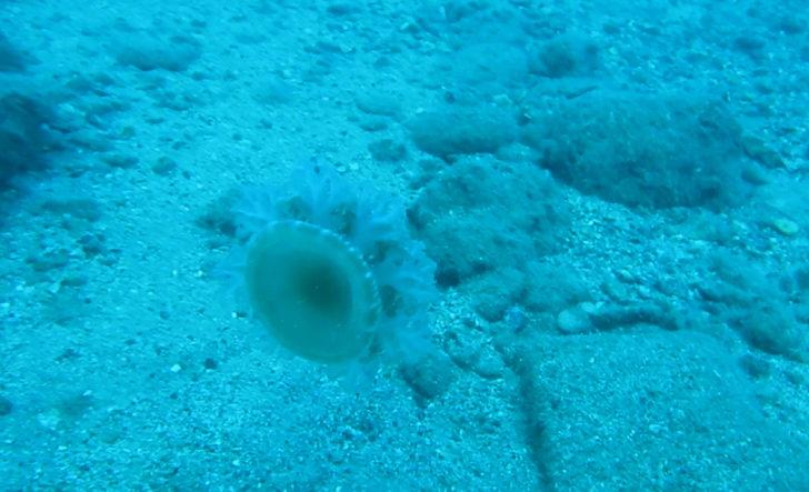 Akdeniz kıyılarında denizanası istilası! Girenleri elektrik gibi çarpıyor G2