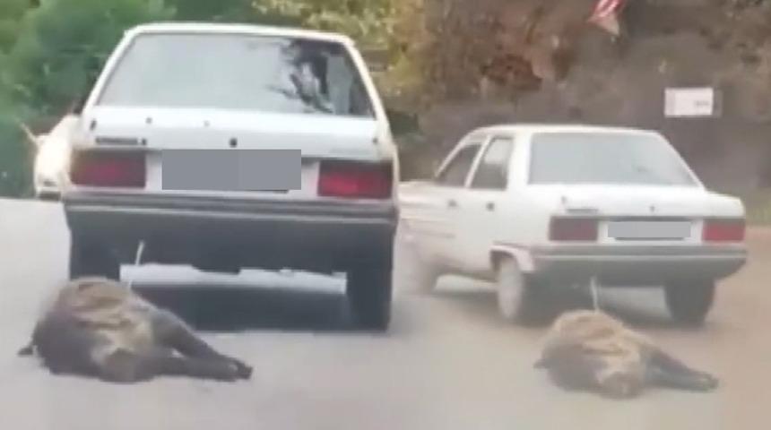 Otomobilin arkasına ölü domuz bağladı! 