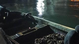 İzmit Körfezi'nde kaçak midye avlayan 6 kişi yakalandı
