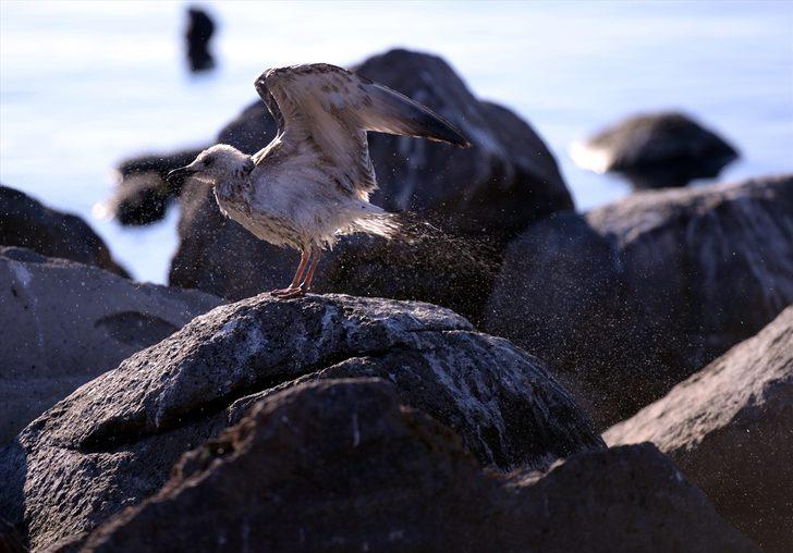 Çıldır Gölü'nde üreme dönemini tamamlayan martılar göçe hazırlanıyor G4