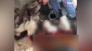 İstanbul'da araç içinde tavuk satışı! Tepkiler çığ gibi büyüdü