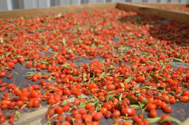 Arkadaşının tavsiyesiyle hobi olarak başladı, şimdi Avrupa'ya ihraç ediyor G1