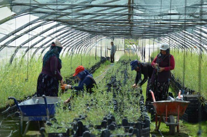 Arkadaşının tavsiyesiyle hobi olarak başladı, şimdi Avrupa'ya ihraç ediyor G3