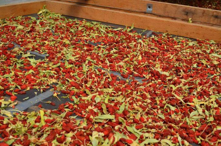 Arkadaşının tavsiyesiyle hobi olarak başladı, şimdi Avrupa'ya ihraç ediyor G5