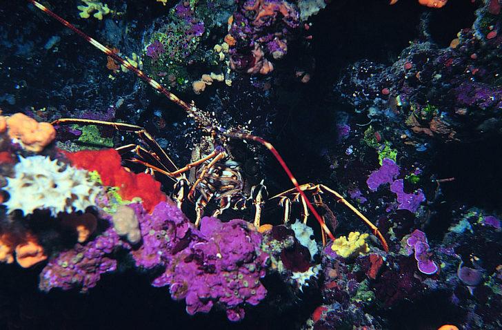 TÜDAV: Türkiye'nin ilk ve tek sualtı parkının bulunduğu Gökçeada Yıldız Koy'u imara açılmamalı G2